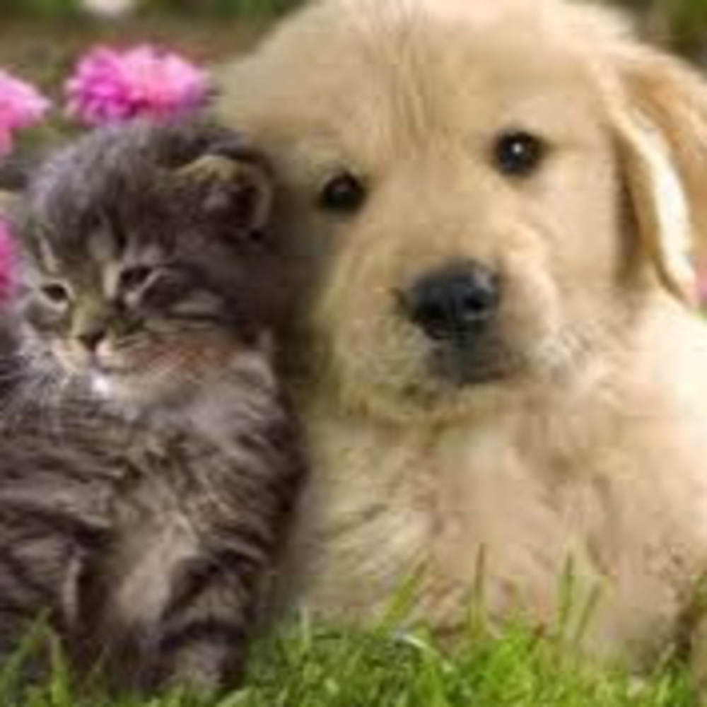 Meet your Posher, Midori